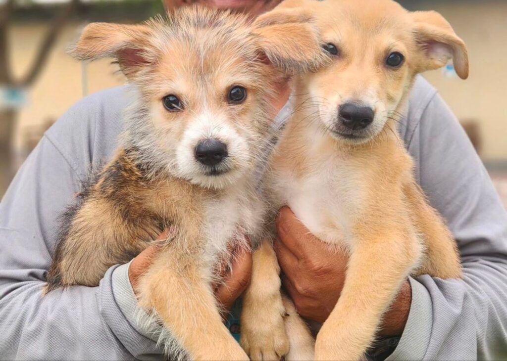 Dogs for Adoption at RAK Welfare Center