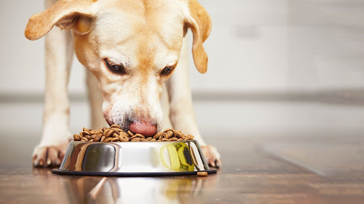 Eating Guide for Your Dog
