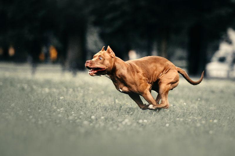 Everything You Need to Know about Dog Zoomies