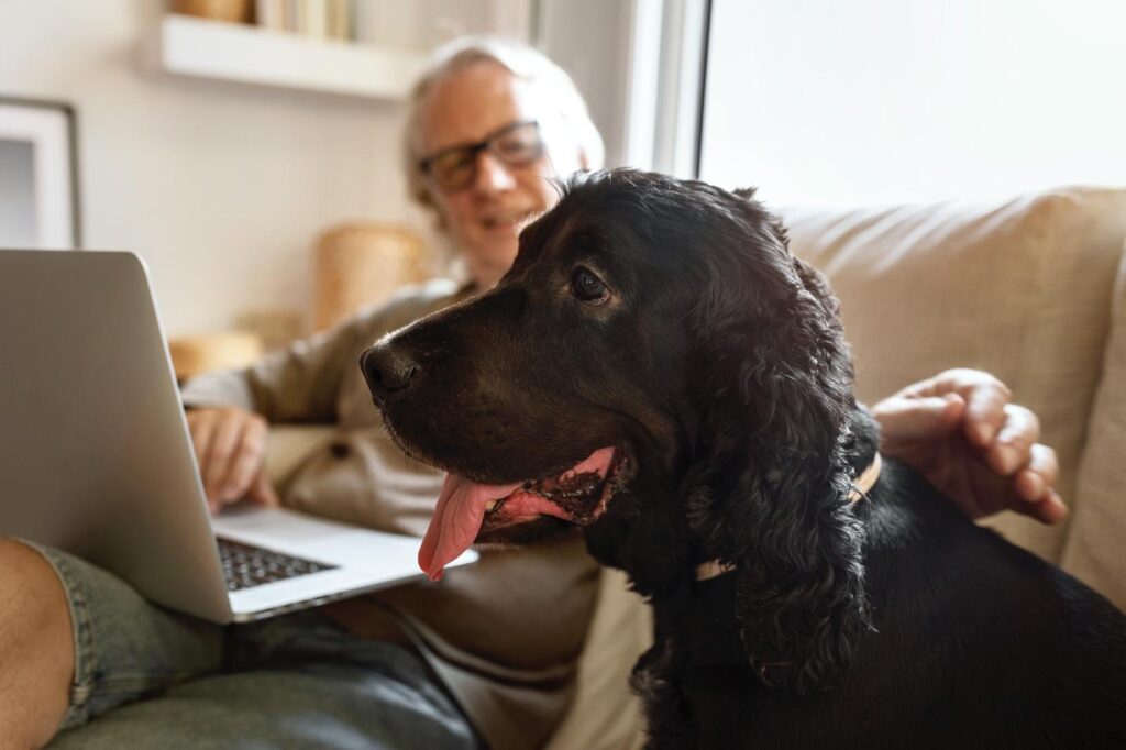 Feeding Senior Dogs