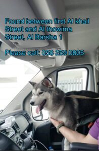 Found dog in AL Barsha