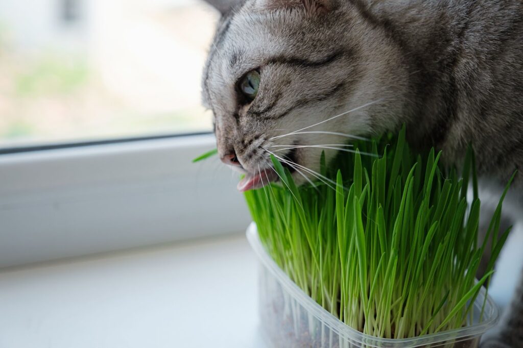 Grass for Cats