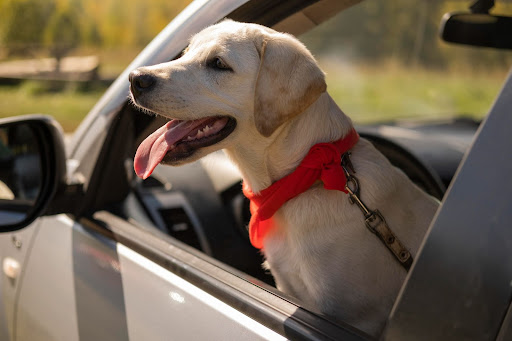 Guide to Road Tripping with Your Dog