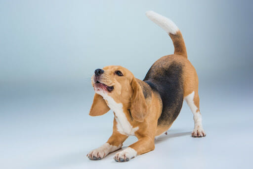 Here is What You Need to Know About Your Dog’s Tail