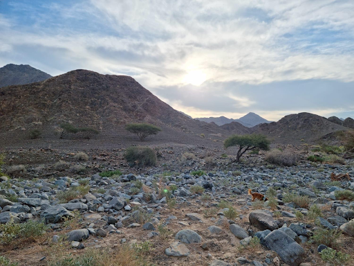 Hiking with your dog in UAE