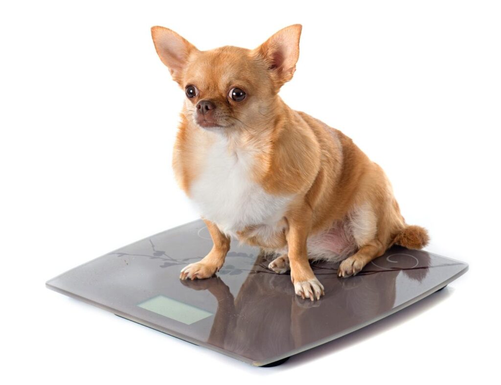 How Can You Help Your Dog Lose Weight