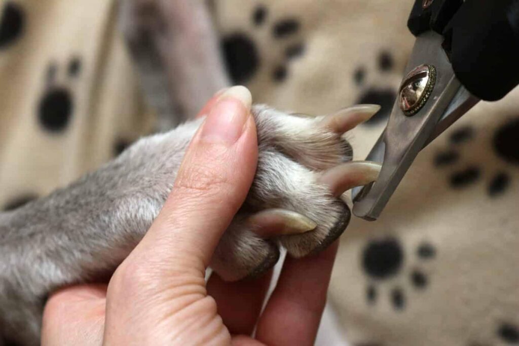 How To Trim Dog Nails Safely and Effectively 
