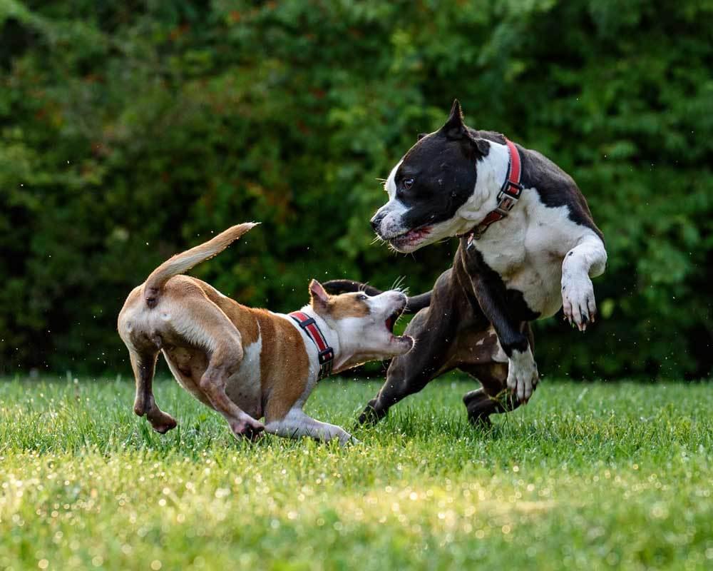 How to Break Up a Dog Fight - Safe and Effective Way