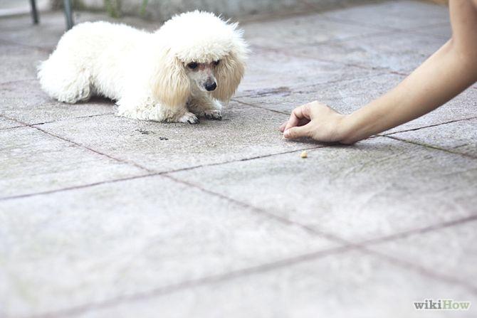 How to Teach Your Dog to Crawl