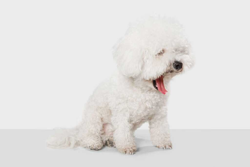 Hypoallergenic Dogs