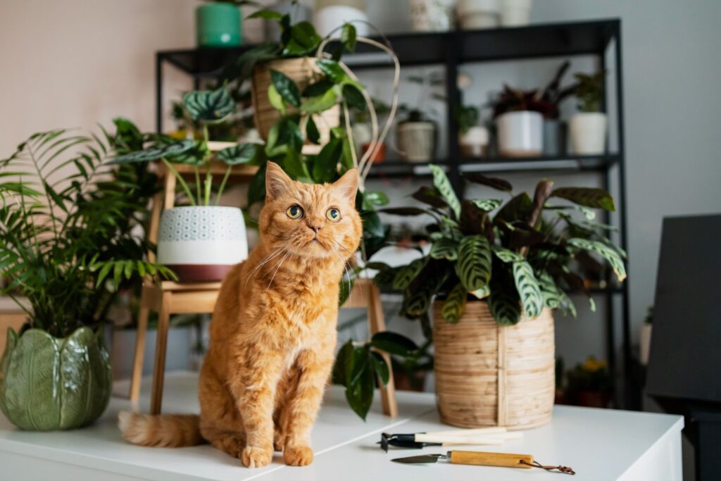 Indoor Plants safe for Cats
