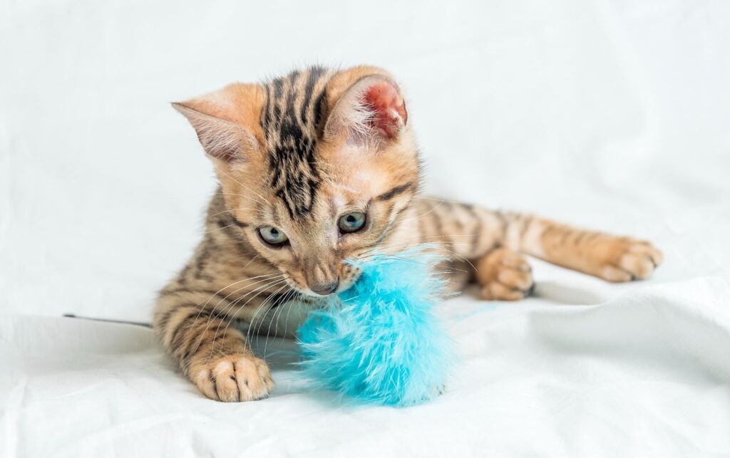 Interactive Cat Toys