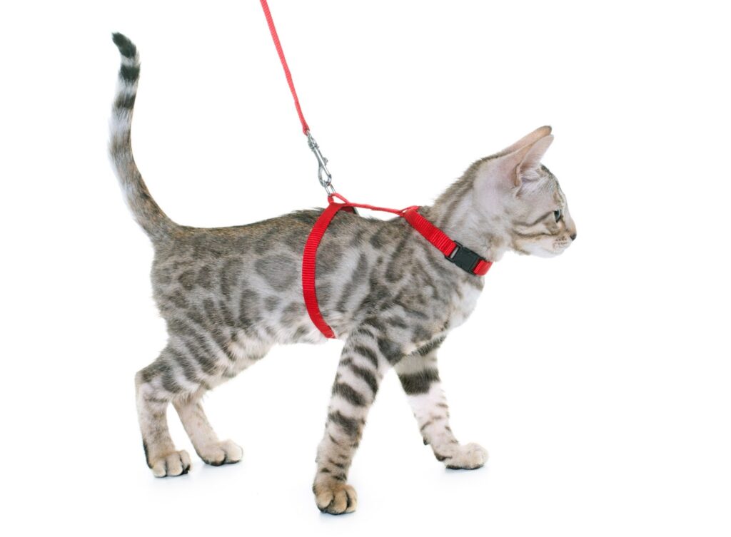 Leash for Cats