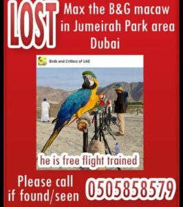 Lost Bird in Dubai