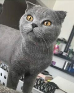 Lost Cat in Dubai