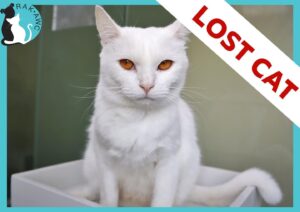 Lost Cat in Ras Al Khaimah