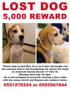 Lost Dog