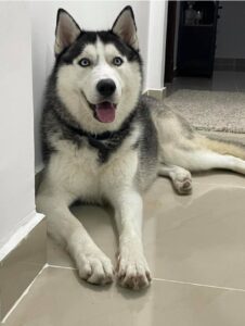 Lost Dog in Abu Dhabi