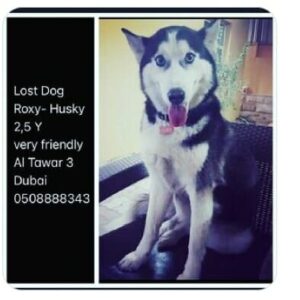 Lost Dog in Al Tawar