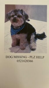 Lost Dog in Dubai Hills