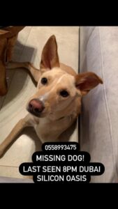 Lost Dog in Dubai Silicon Oasis