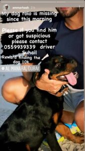 Lost Dog in Jumeirah