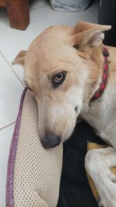 Lost Dog in Meadows Dubai||