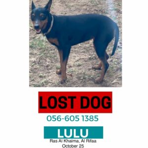 Lost Dog in Ras Al Khaimah