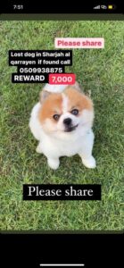 Lost Dog in Sharjah