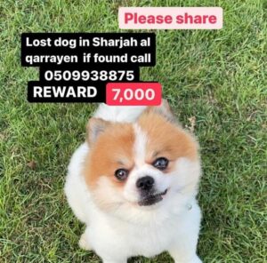 Lost Dog in Sharjah