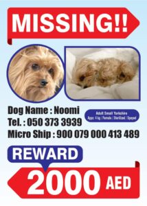 Lost Dog in Sharjah