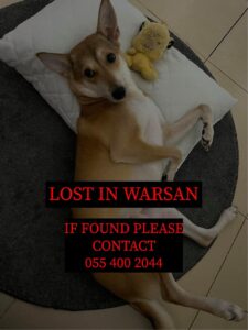 Lost Dog in Warsan