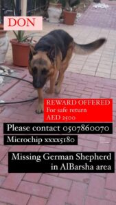 Lost German shepherd