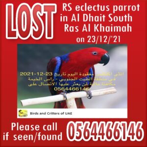 Lost Parrot in Ras Al Khaimah