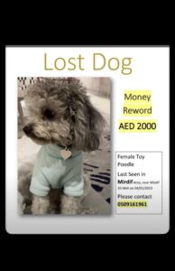 Lost Toy poodle dog in Mirdif||Lost Toy poodle dog in Mirdif