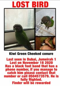 Lost bird in Dubai||Lost bird in Dubai