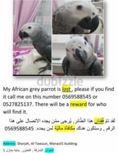 Lost bird in Sharjah||Lost bird in Sharjah