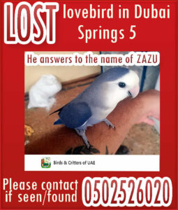 Lost bird in springs