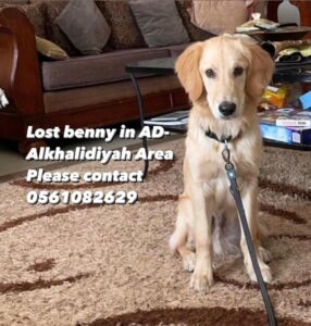 Lost dog in Abu Dhabi