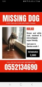 Lost dog in Dubai