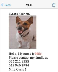 Lost dog in Mira oasis