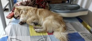 Missing Dog in Sharjah||Lost dog in Sharjah