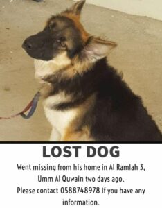 Lost dog in UAQ