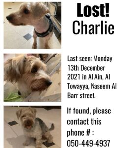 Lost dog in al ain