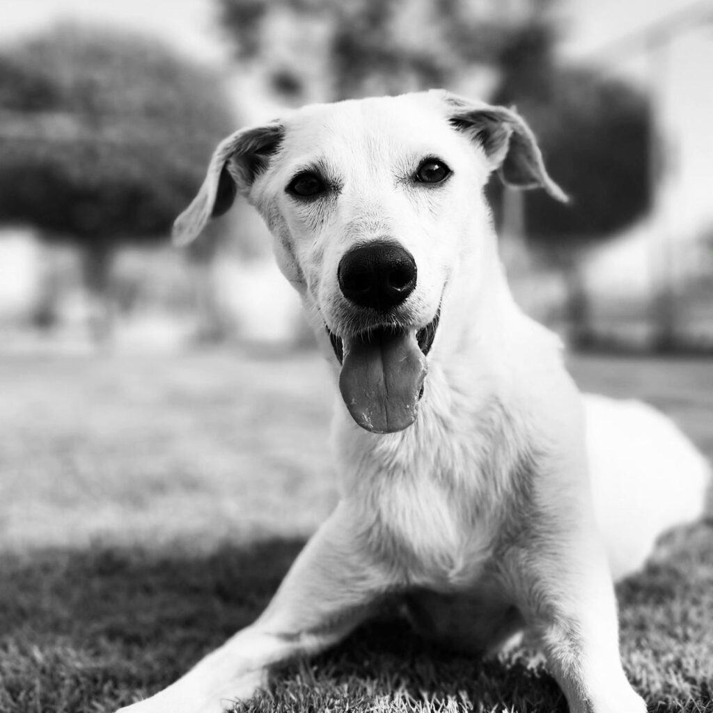 Remembering Miami: The Story of a Beloved Shelter Dog Who Touched Many Hearts