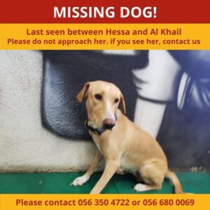 Missing Dog in Dubai||||