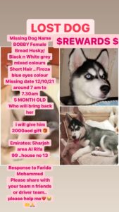 Missing Dog in Sharjah