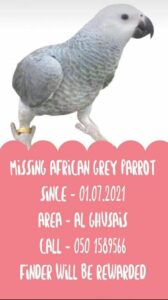 Missing Parrot