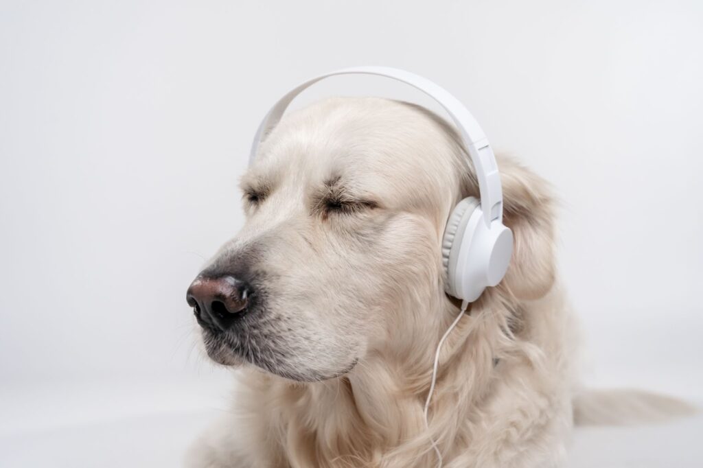 Music Effect on Dogs
