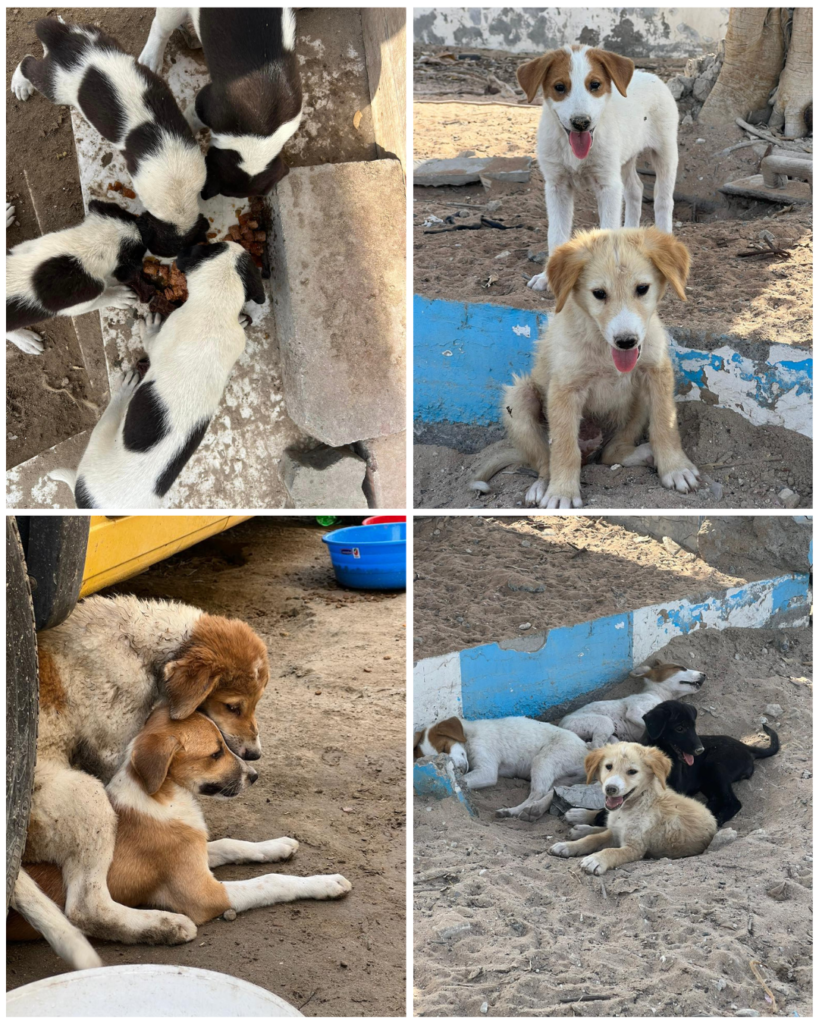 Mussafah Dog Project
